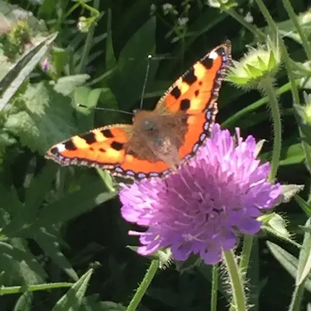 Solstrand Fagerkulla