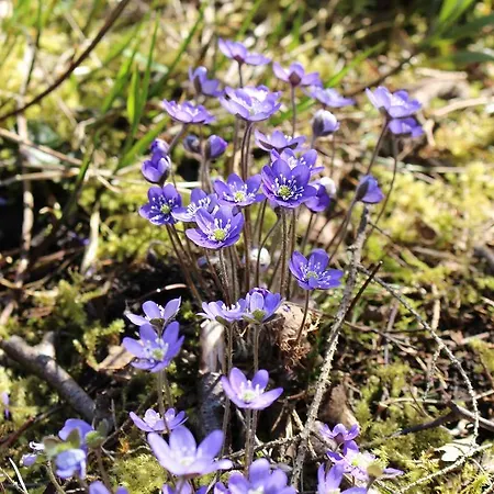 Dom wakacyjny Solstrand Fagerkulla