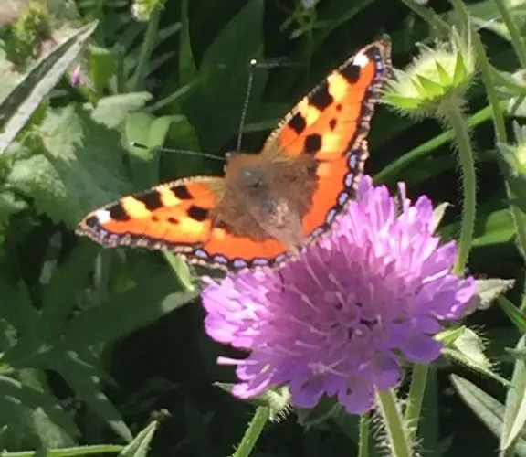 Solstrand Fagerkulla