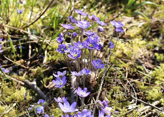 度假居 Solstrand Fagerkulla